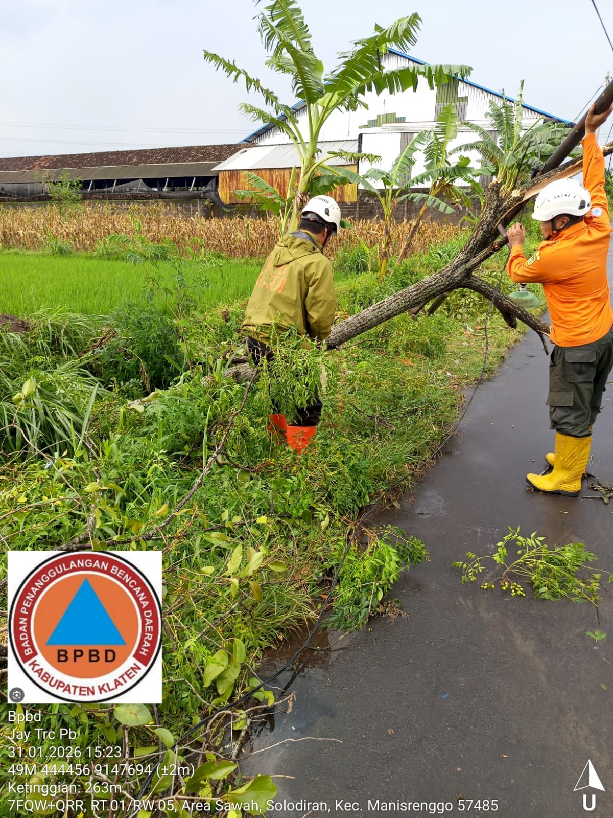 Evakuasi Pohon Tumbang Menimpa Sawah dan Menutup Akses Jalan di Desa Losari, Kecamatan Manisrenggo