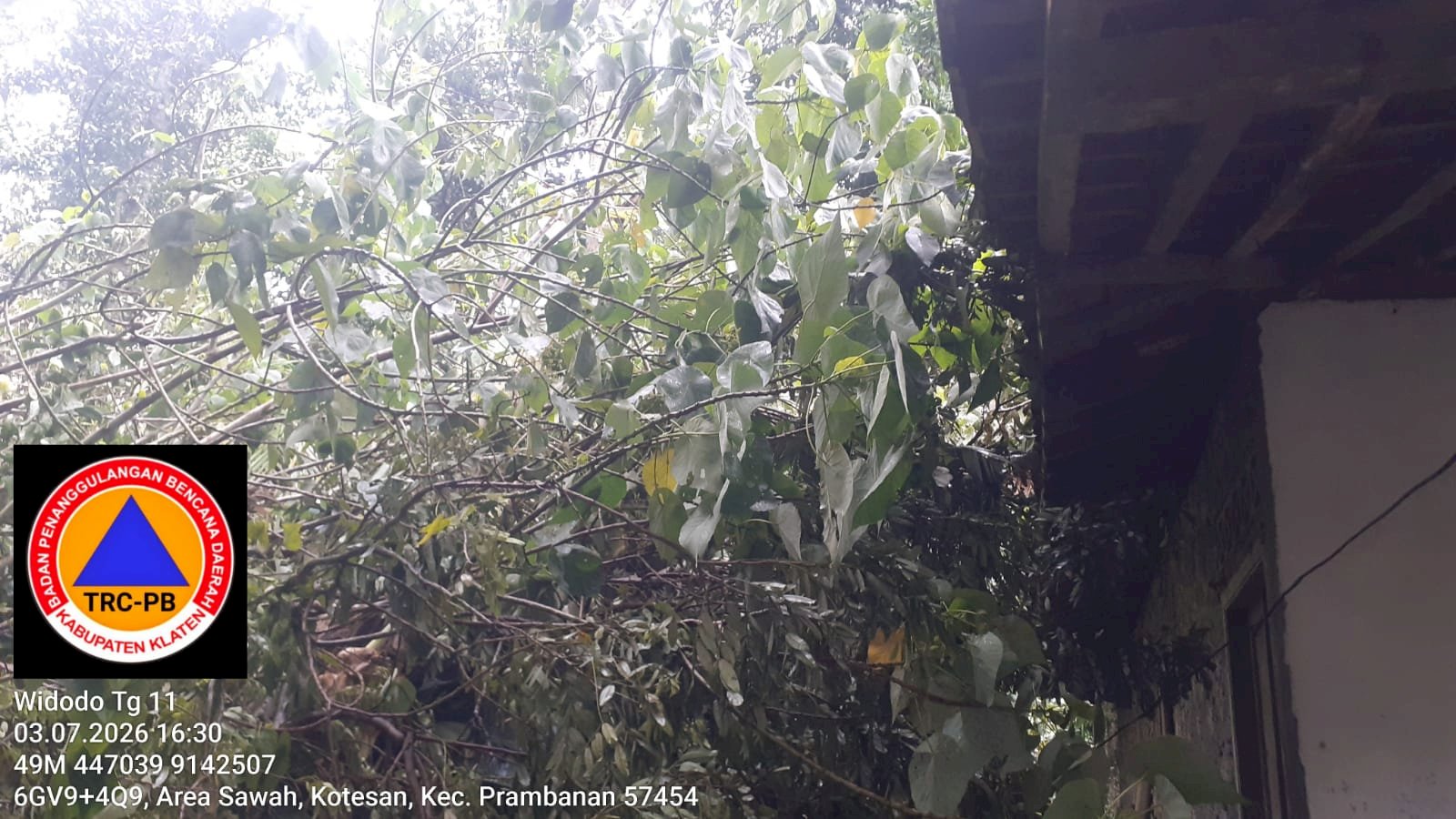 Eksekuasi Pohon Tumbang Menimpa Atap Rumah di Desa Cucukan, Prambanan