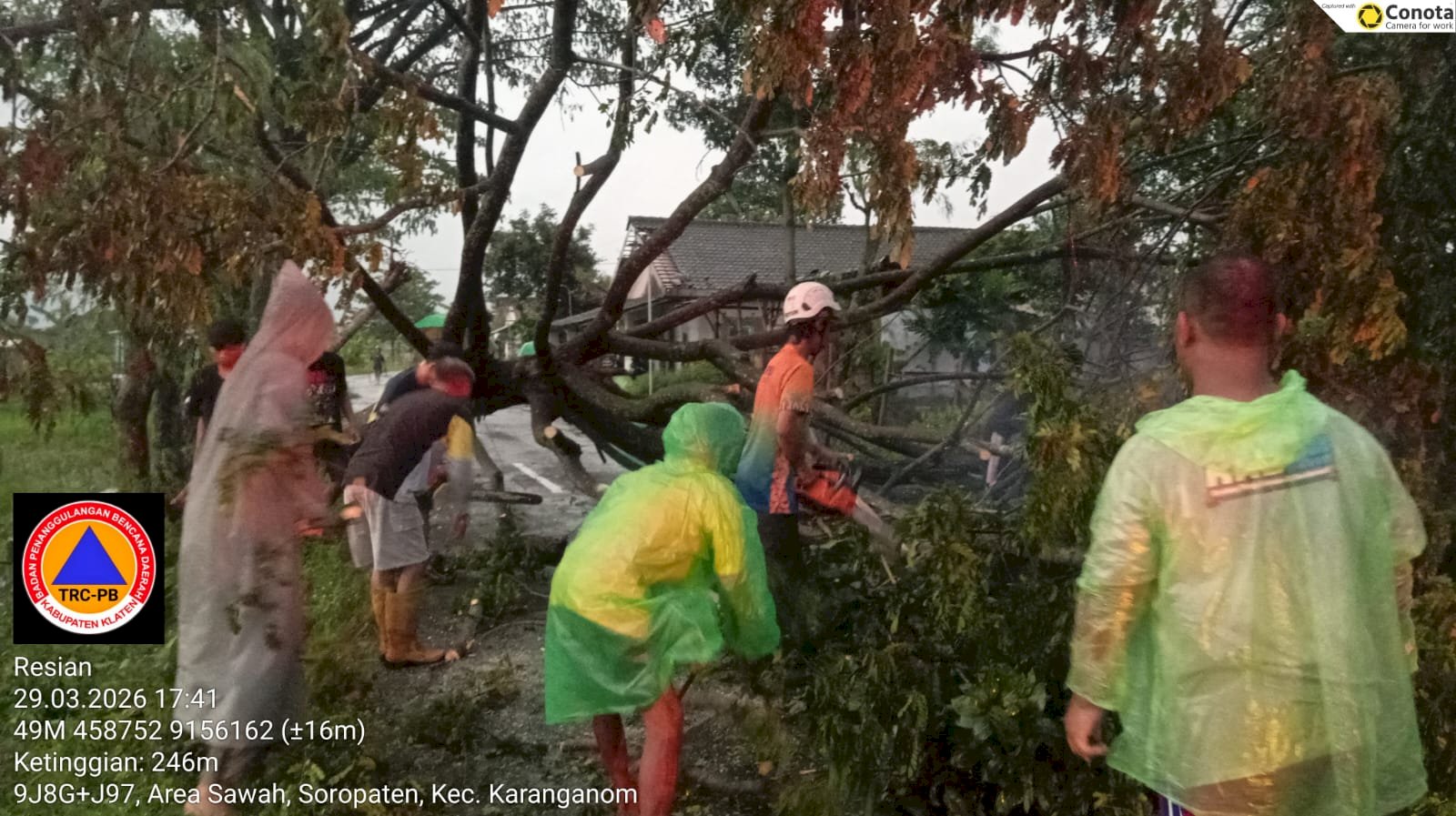 Penanganan Pohon Tumbang Dampak Angin Kencang di Kecamatan Karanganom
