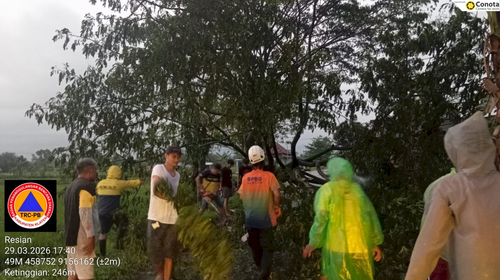 Penanganan Pohon Tumbang Dampak Angin Kencang di Kecamatan Karanganom