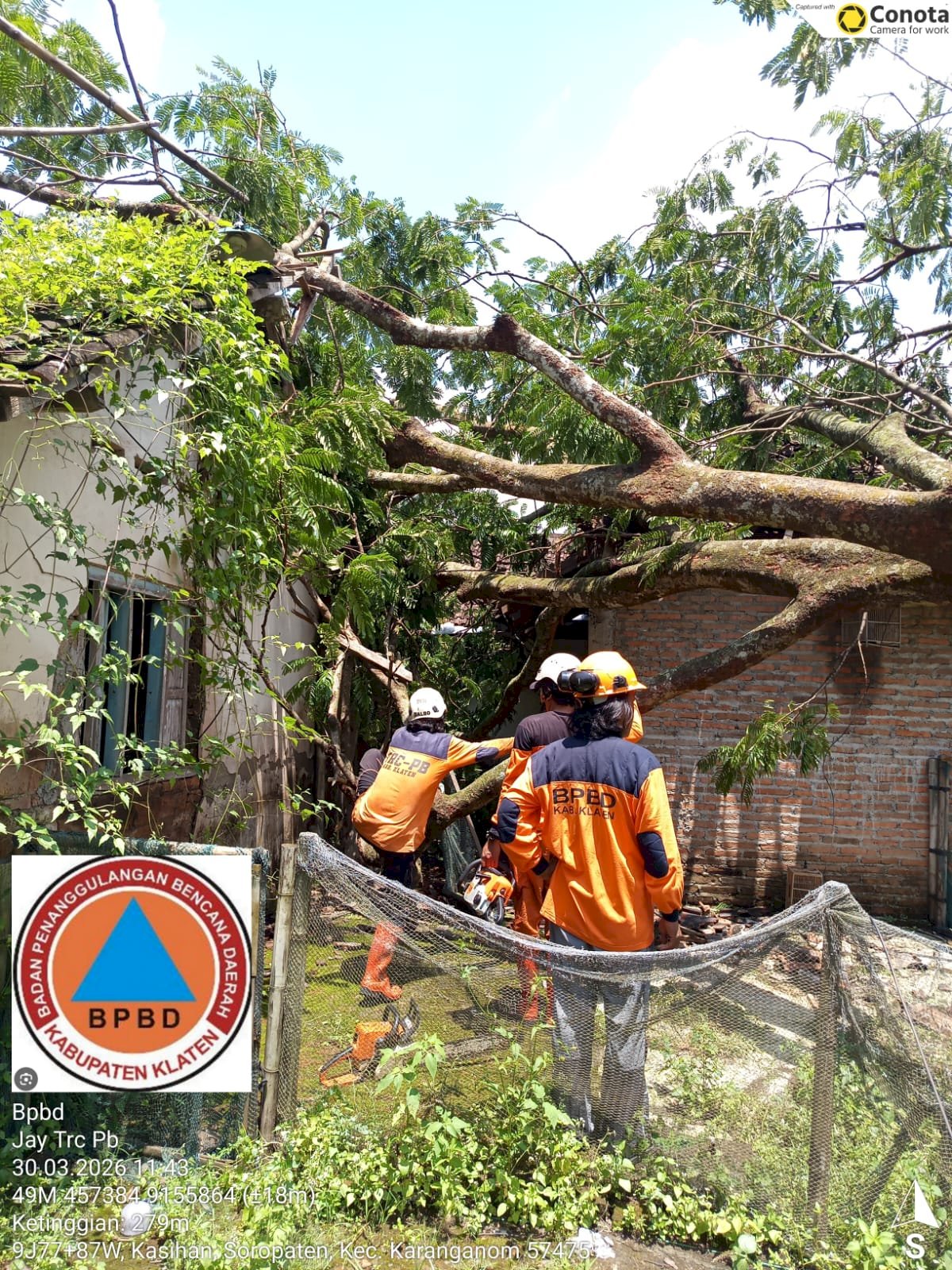 Eksekusi Pohon Tumbang Dampak Angin Kencang di Kecamatan Karanganom dan Jatinom