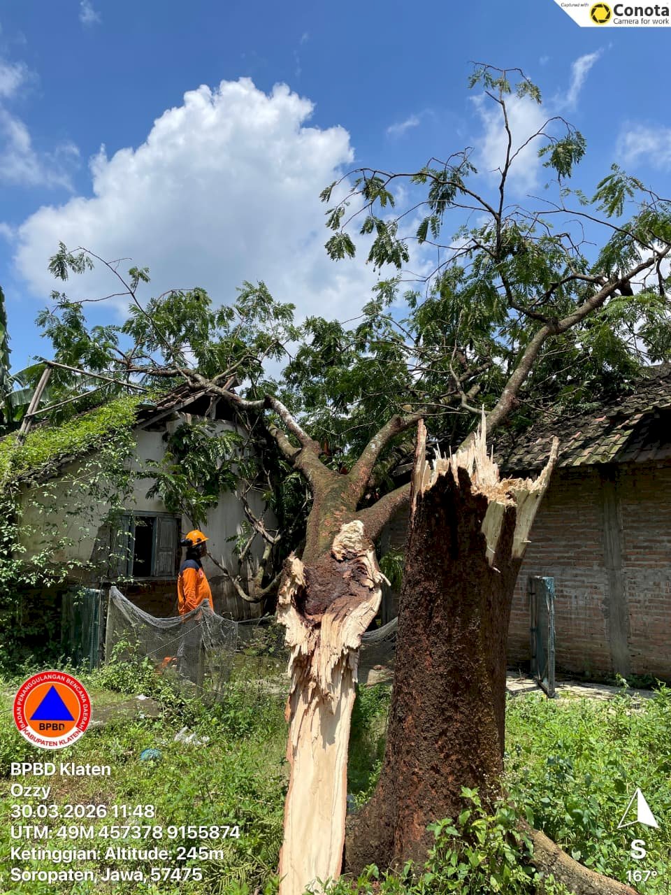 Eksekusi Pohon Tumbang Dampak Angin Kencang di Kecamatan Karanganom dan Jatinom