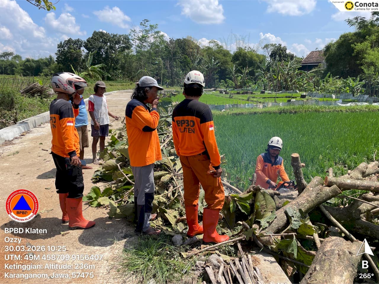 Eksekusi Pohon Tumbang Dampak Angin Kencang di Kecamatan Karanganom dan Jatinom