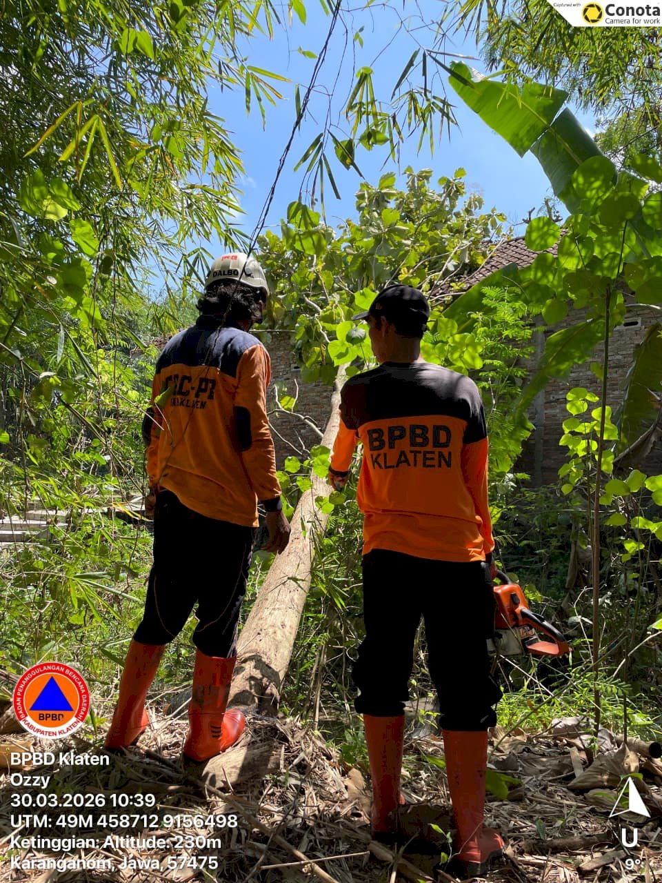 Eksekusi Pohon Tumbang Dampak Angin Kencang di Kecamatan Karanganom dan Jatinom