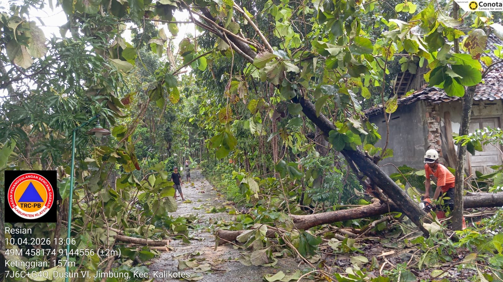 Respon Cepat : Penanganan Pohon Tumbang Dampak Angin Kencang di Desa Jimbung, Kalikotes