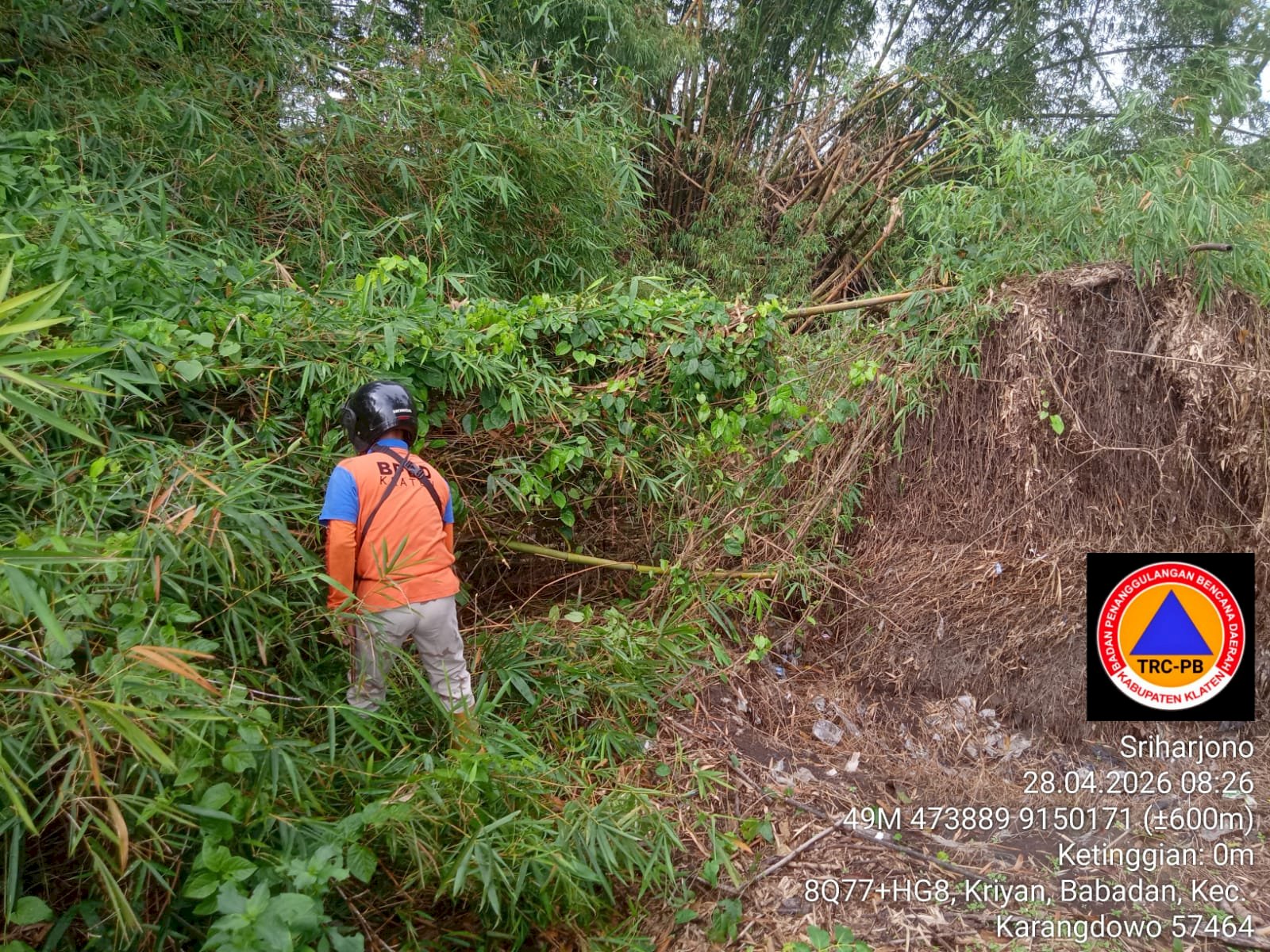Eksekusi Rumpun Bambu Roboh ke Aliran Sungai Bloro, Desa Babadan, Kecamatan Karangdowo