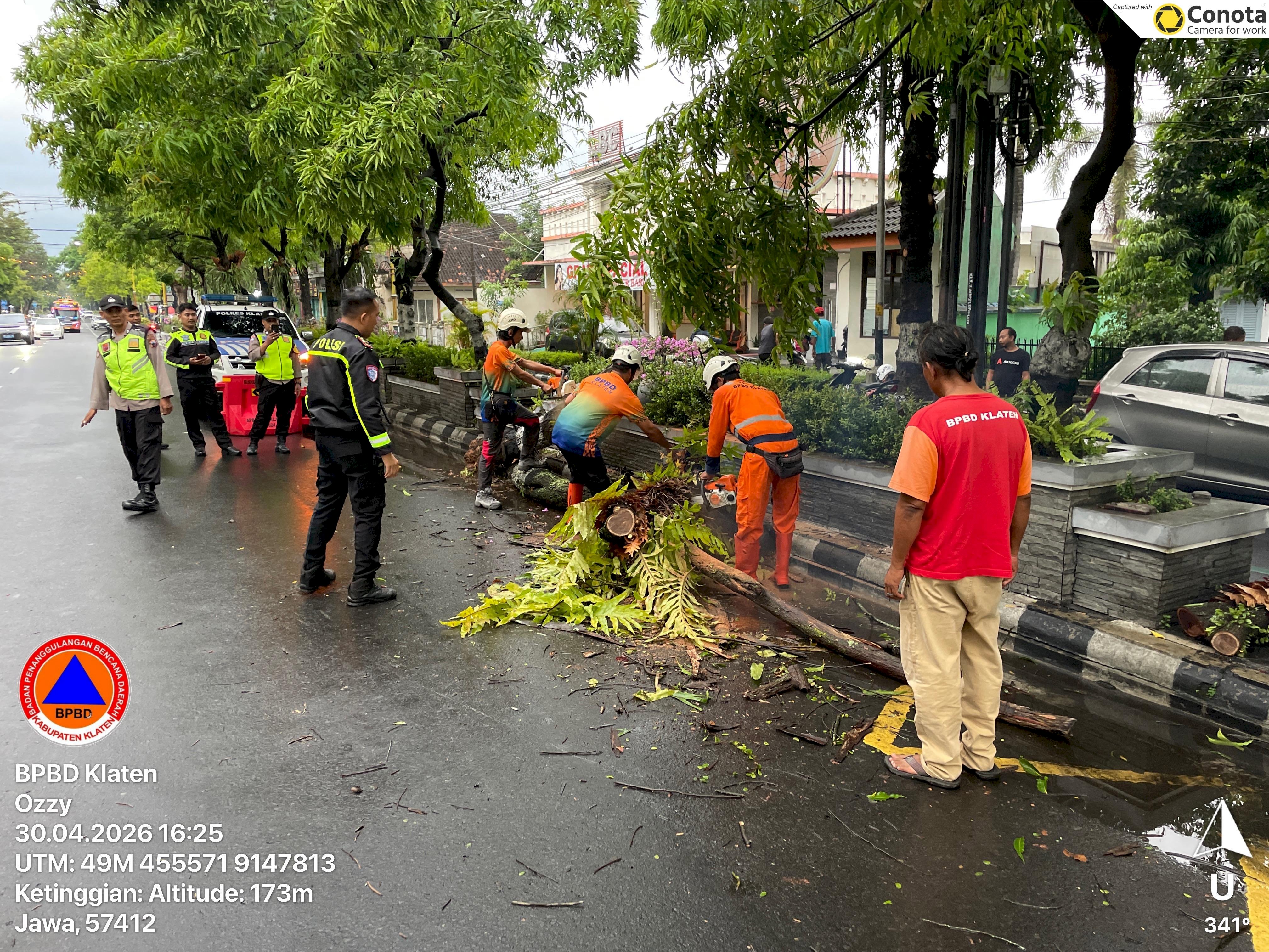 Penanganan Pohon Tumbang Menimpa Mobil di Jalan Pemuda, Klaten Tengah