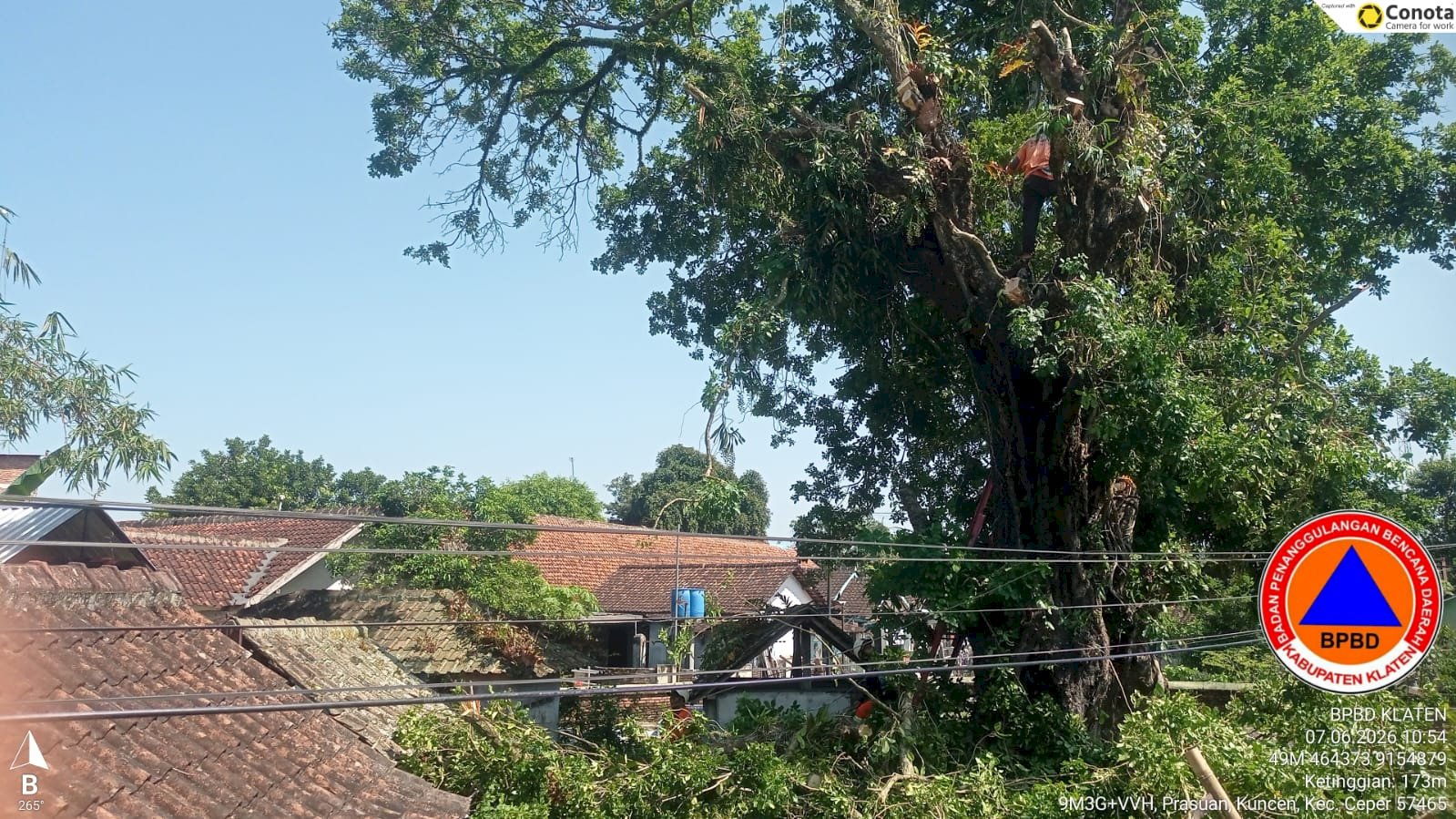 Pengurangan Risiko Bencana (PRB) Pohon Rawan Roboh di Desa Kuncen, Kecamatan Ceper