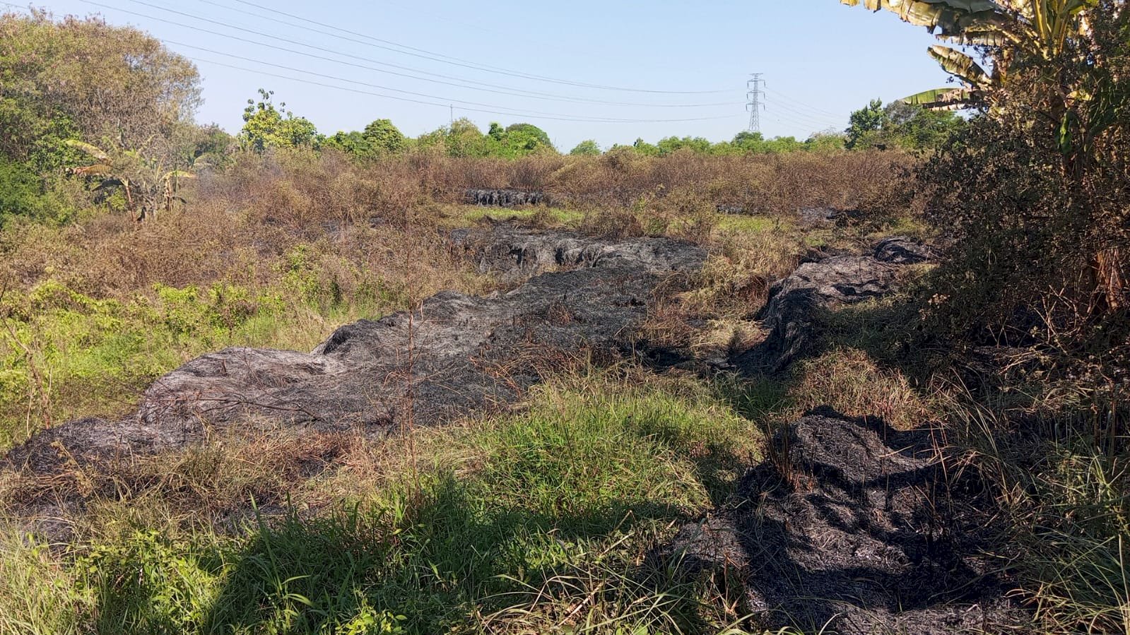 Kebakaran Lahan seluas 2 Ha di Desa Sukorejo, Kecamatan Wonosari Akibat Pembakaran Sampah Yang Tidak Terkontrol